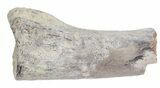 Partial Theropod Toe Bone - Aguja Formation, Texas #43003-1